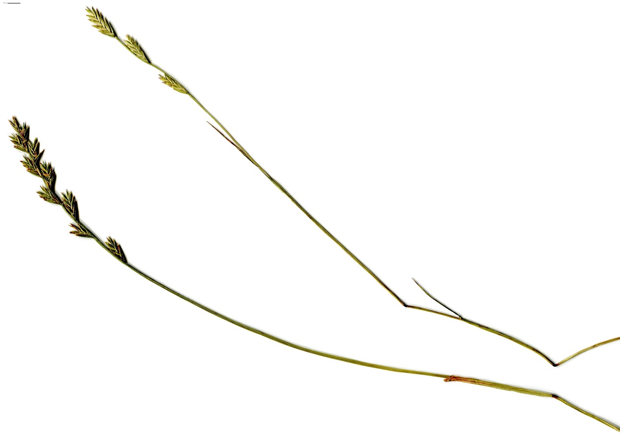 Lolium x boucheanum (Poaceae)